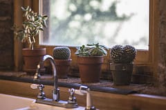 cactus near window