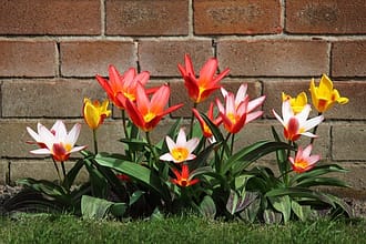 beautiful flowers
